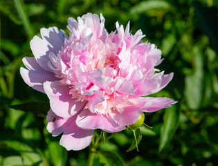 Pink peony. Peony is an ancient plant, a large Terry inflorescence of very delicate shades. What a smell!