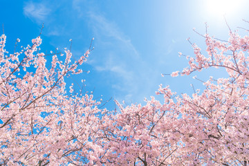 日本の春 富山県 舟川べりの桜並木