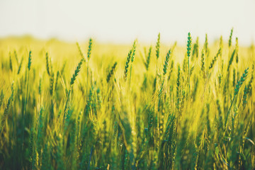 Wheat field. Close up ears of green wheat on sunset. soft focus. Harvest Concept