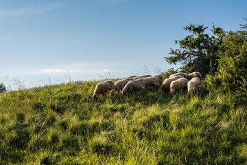 Summer meadow with many sweet sheep eating delicious green grass.