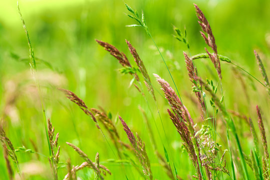 Natural growing motley  grass field (sweetgrass, hierochloe). Soft focus. Nature background