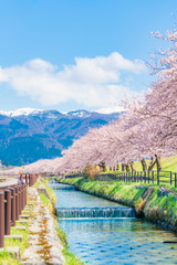 日本の春　富山県入善町 黒部川堤防桜堤の桜並木