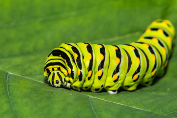 Eastern Black Swallowtail Caterpillar (Papilio polyxenes)