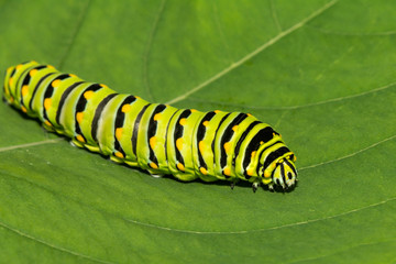 Fototapeta premium Eastern Black Swallowtail Caterpillar (Papilio polyxenes)