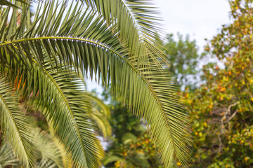 Evergreen palm branches in the subtropics