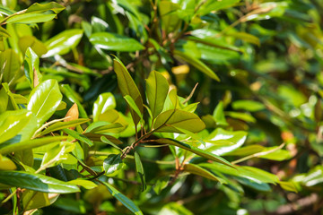 Obraz premium Leaves on an evergreen tree in the subtropics