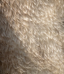 Fur on sheep's clothing as a background