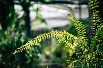 Close-up beautiful green lemongrass leaves,Blurred background.