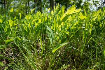 Polygonatum multiflorum -  Solomon's seal, David's harp, ladder-to-heaven or Eurasian Solomon's seal
