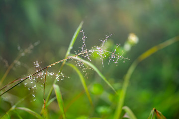 Close-up, dew on the top of the grass in the morning in the mist