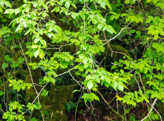 Green leaves on the tree as background