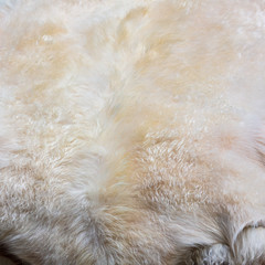 Fur on sheep's clothing as a background