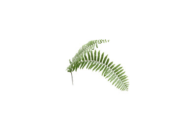 Fern leaf isolated on white background