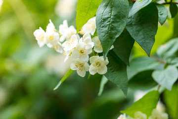 White flowers on a tree in the park