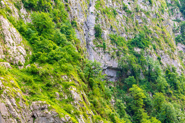 Vegetation on the rocks in the mountains as a background
