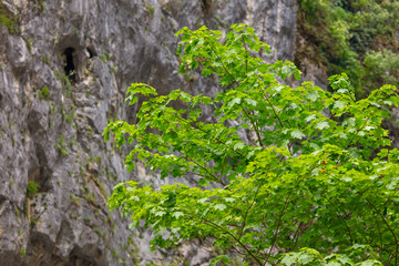 Green leaves on a tree in the mountains