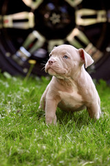 Cute puppy playing on the grass on the background of the car. Concept of the first steps of life, animals, a new generation. Puppy American Bull.