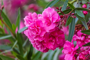 Red flowers on a tree in a subtropical park