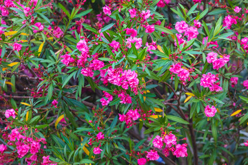 Red flowers on a tree in a subtropical park