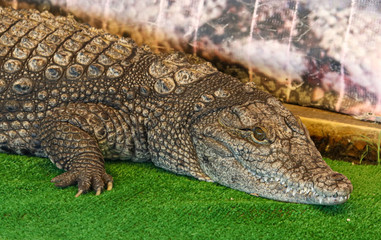 Portrait of a crocodile on a farm