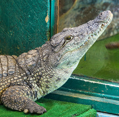 Portrait of a crocodile on a farm