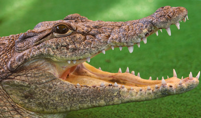Portrait of a crocodile on a green background