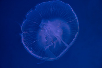 Moon Jellyfish