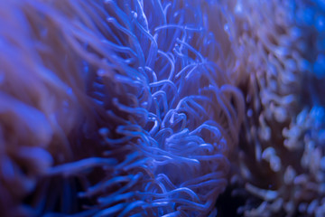 Corals in underwater tropical sea