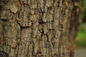 tree bark