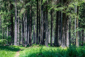 dense trees in the forest of Belmont in Alsace region