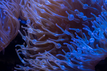 Corals in underwater tropical sea