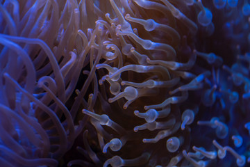 Fototapeta na wymiar Sea anemone, balloons