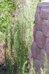 Chipmunk Hiding on Stone Wall