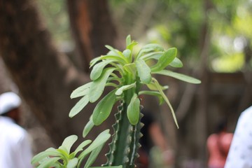 Plant