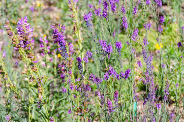 Purple Wildflowers