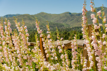 Pinkish White Wildflowers on High Desert Valley