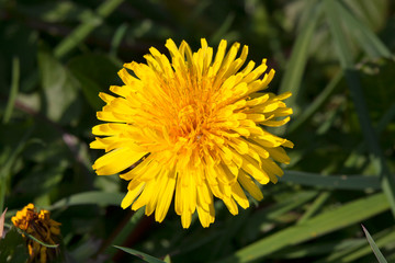 Dandelion flower a yellow stubborn weed commonly known as clockflower, bitterwort or lion's tooth