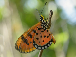 Orange Colored Tawny Coster Butterfly