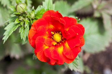 Potentilla 'William Rollison' a red semi double flowered plant