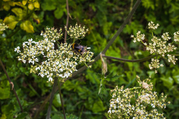 bee on flower