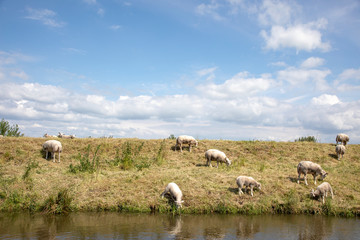 Dike along a small river with grazing sheep and a blue sky with clouds, a Dutch landscape.