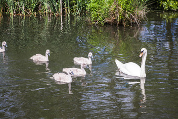 Naklejka na ściany i meble baby swan in the lake