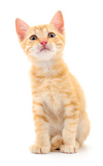 Kitten on white background.