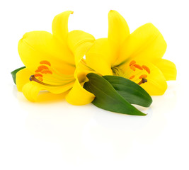 Obraz premium Two yellow lilies.
