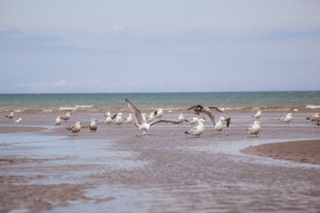 seagulls on the beach
