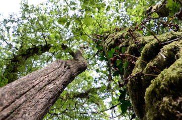 Tree covered in rings of moss reaches up to the sky, Torr Steps, England