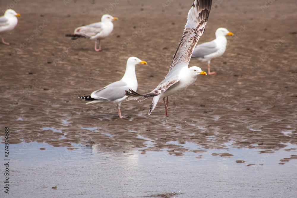 Sticker seagulls on the beach