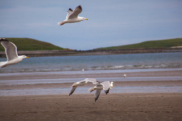 seagulls on the beach