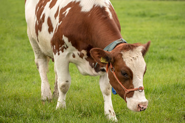 Medium close up of a young red brown with white cow with a cord around its snout, grazing in green grass.