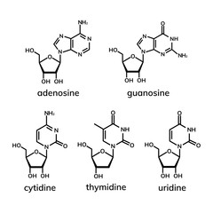 Pyrimidine and  purine nucleosides on white